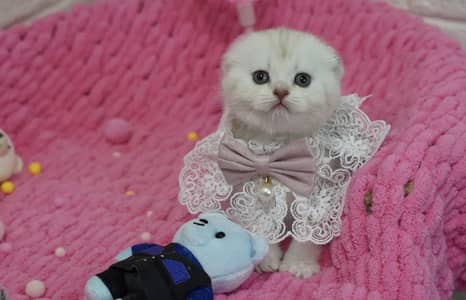 Premium Quality Scotish Fold Kittens