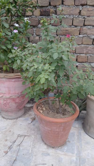 Plant with Pots are up for sale