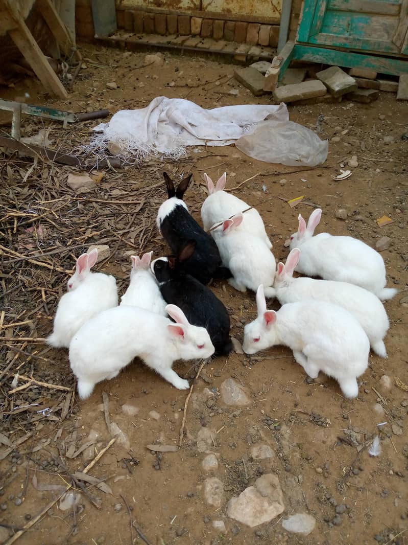 میں نے سفید خوبصورت خرگوش بیچنے ہیں 0