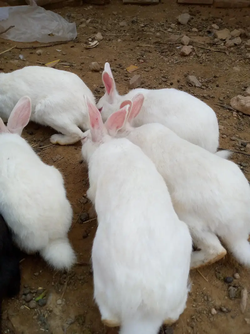 میں نے سفید خوبصورت خرگوش بیچنے ہیں — photo 2