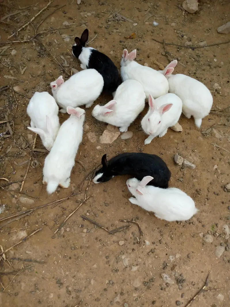 میں نے سفید خوبصورت خرگوش بیچنے ہیں — photo 5