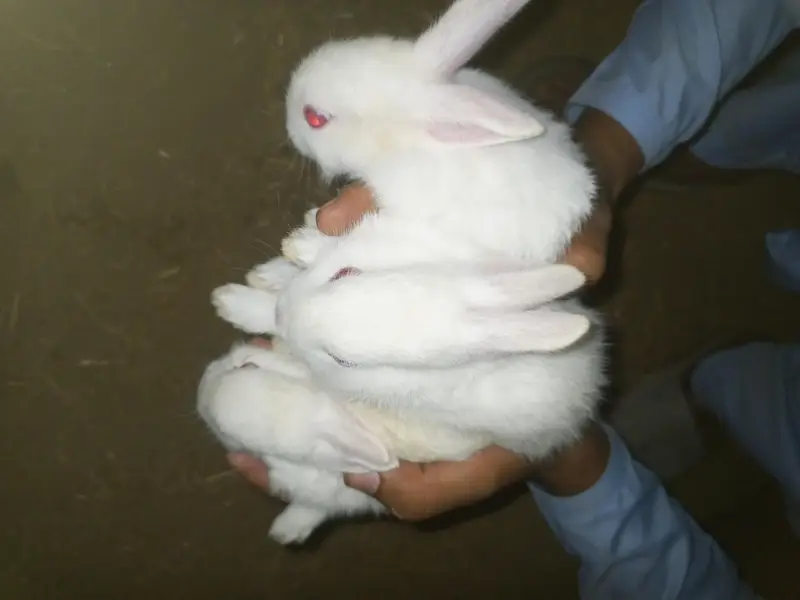 میں نے سفید خوبصورت خرگوش بیچنے ہیں — photo 7