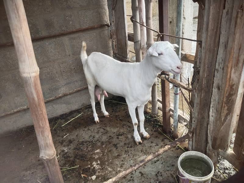 bakri 0