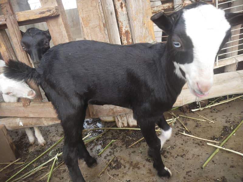 bakri 1