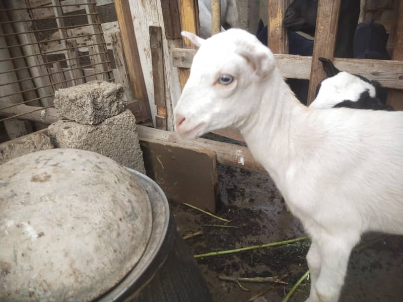 bakri 2
