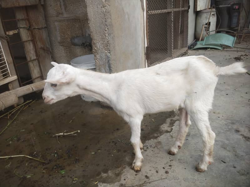 bakri 3