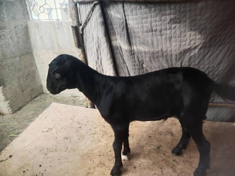 bakri 4