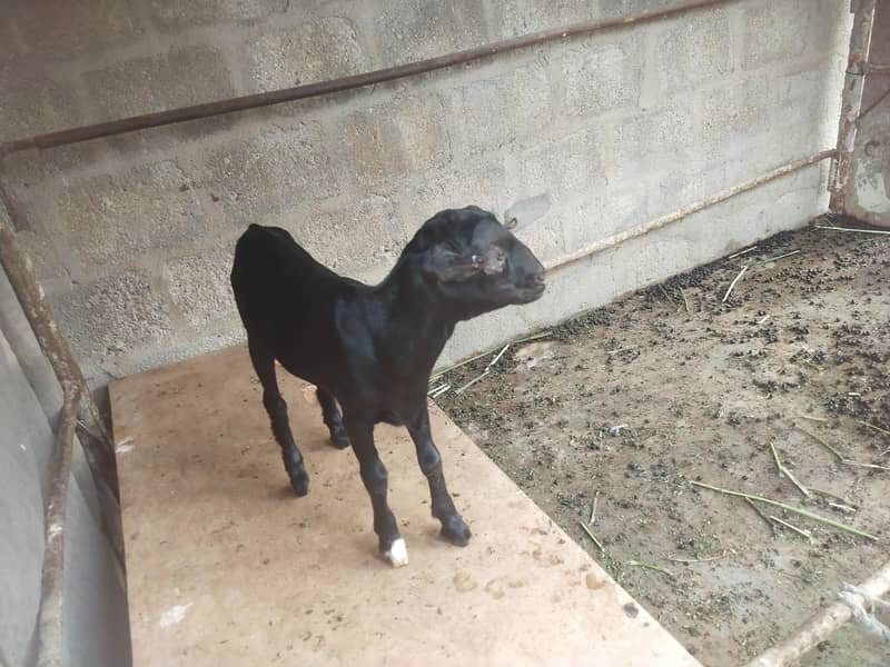 bakri 5