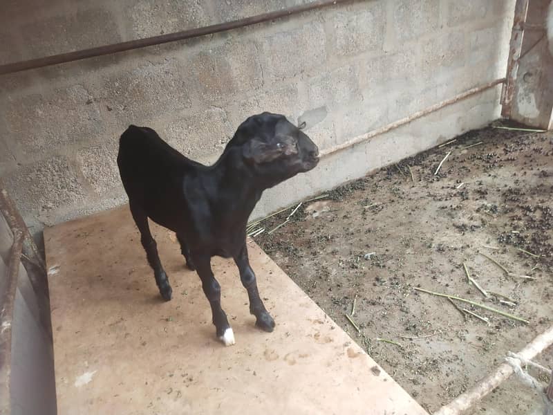 bakri 6