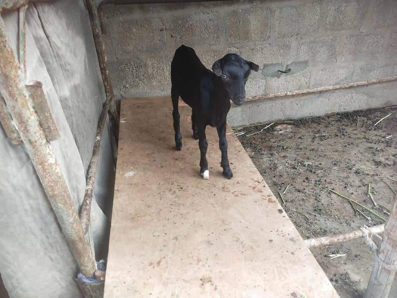 bakri 7