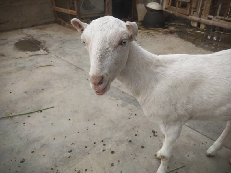 bakri 8