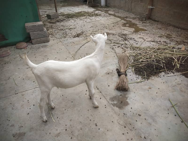 bakri 9