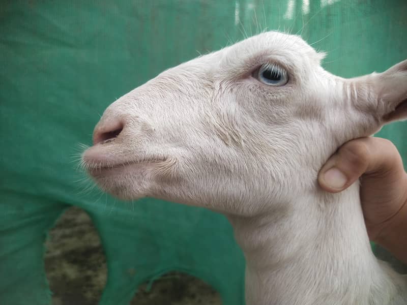 bakri 10
