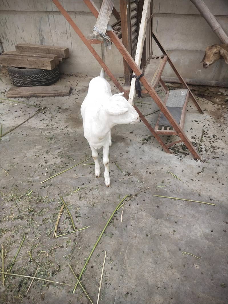 bakri 11