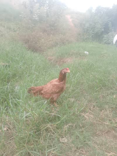 1500 only 1 egg