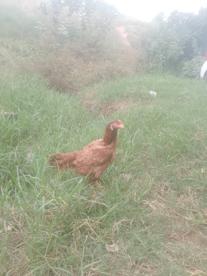 1500 only 1 egg 0