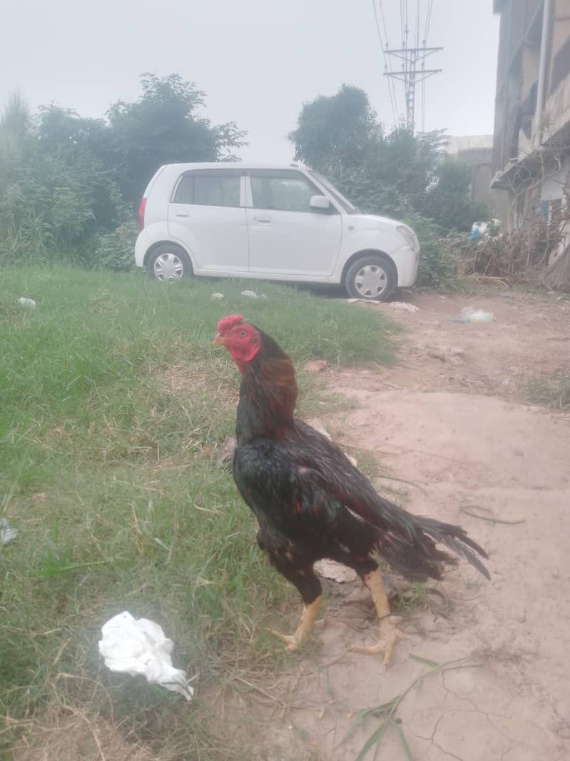 1500 only 1 egg 1