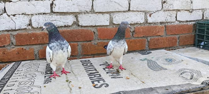 shahparwaaz breeder pair for sale urgent