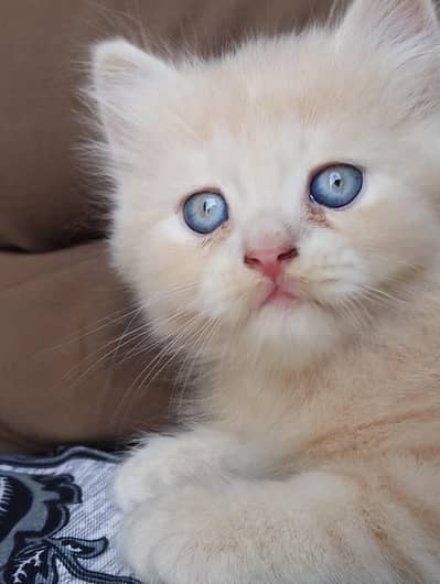 Active and healthy Doll face persian kitten cream colour / Blue eyes