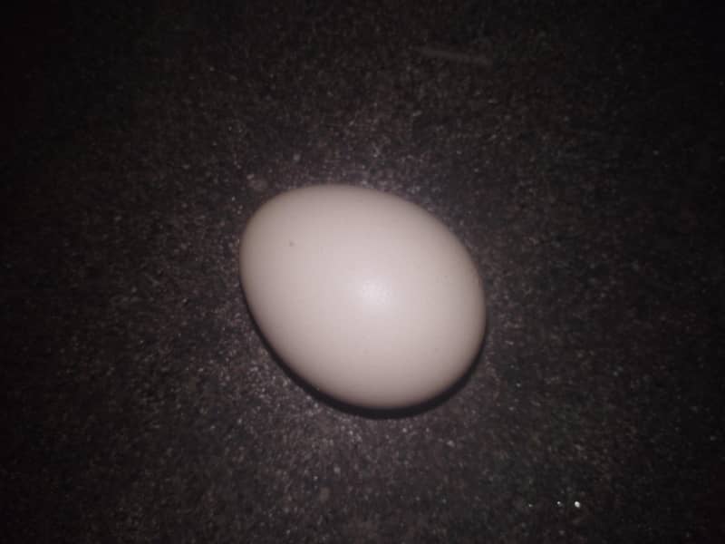 1500 only 1 egg 2