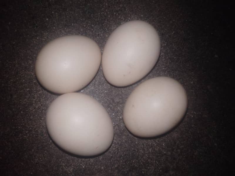 1500 only 1 egg 3