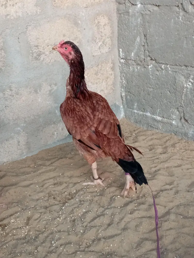 aseel peela — photo 3