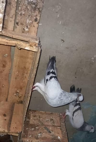 confirm breeder pairs for sale