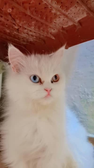 Odd Eyes More then Triple Coated Female