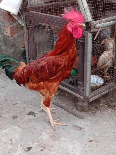 4 male aseel mox breed