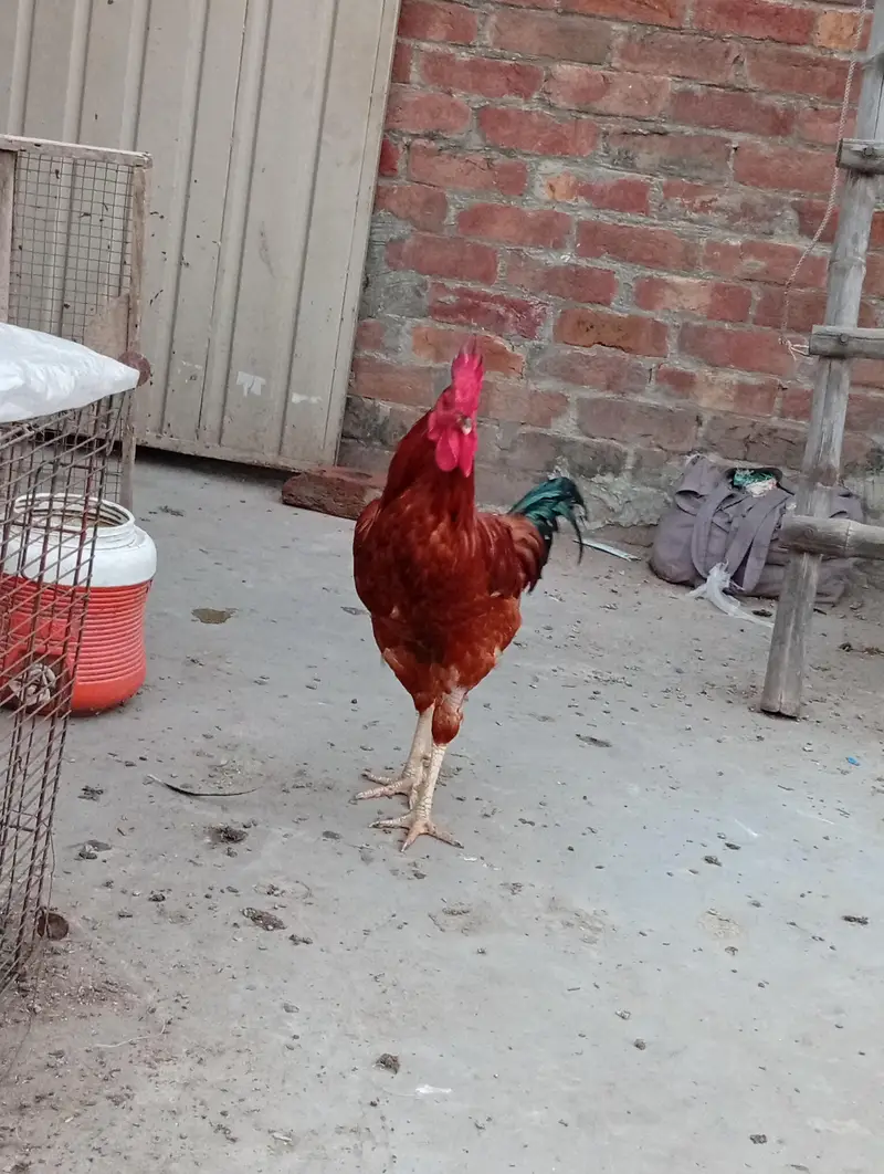 4 male aseel mox breed — photo 2