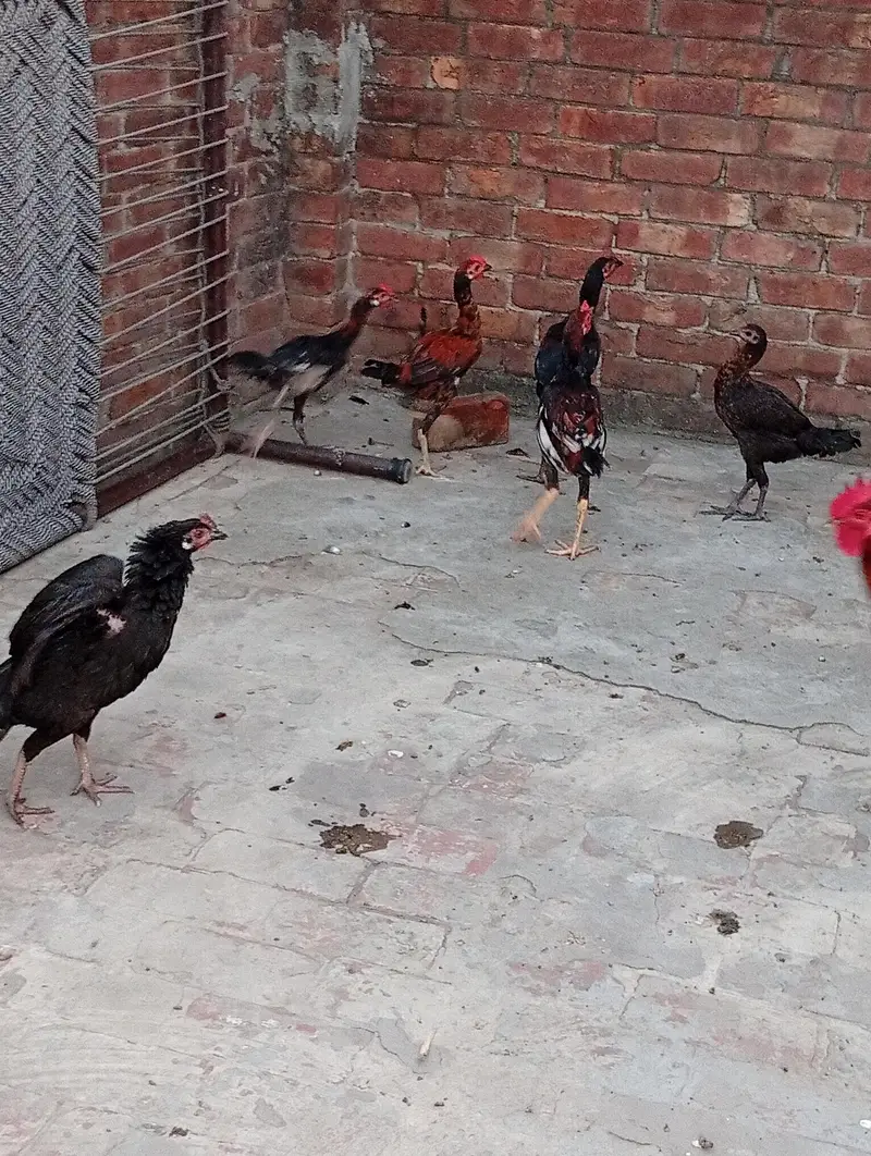 4 male aseel mox breed — photo 3