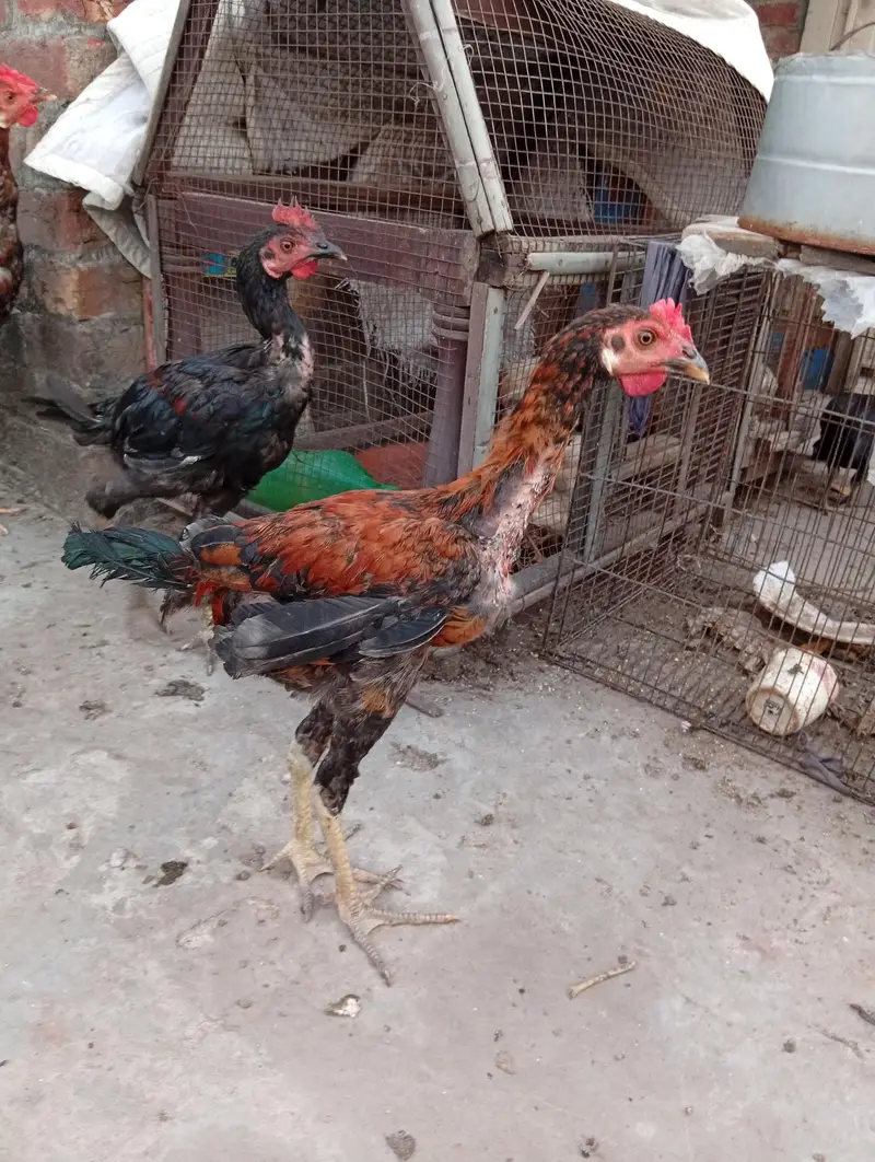 4 male aseel mox breed — photo 4