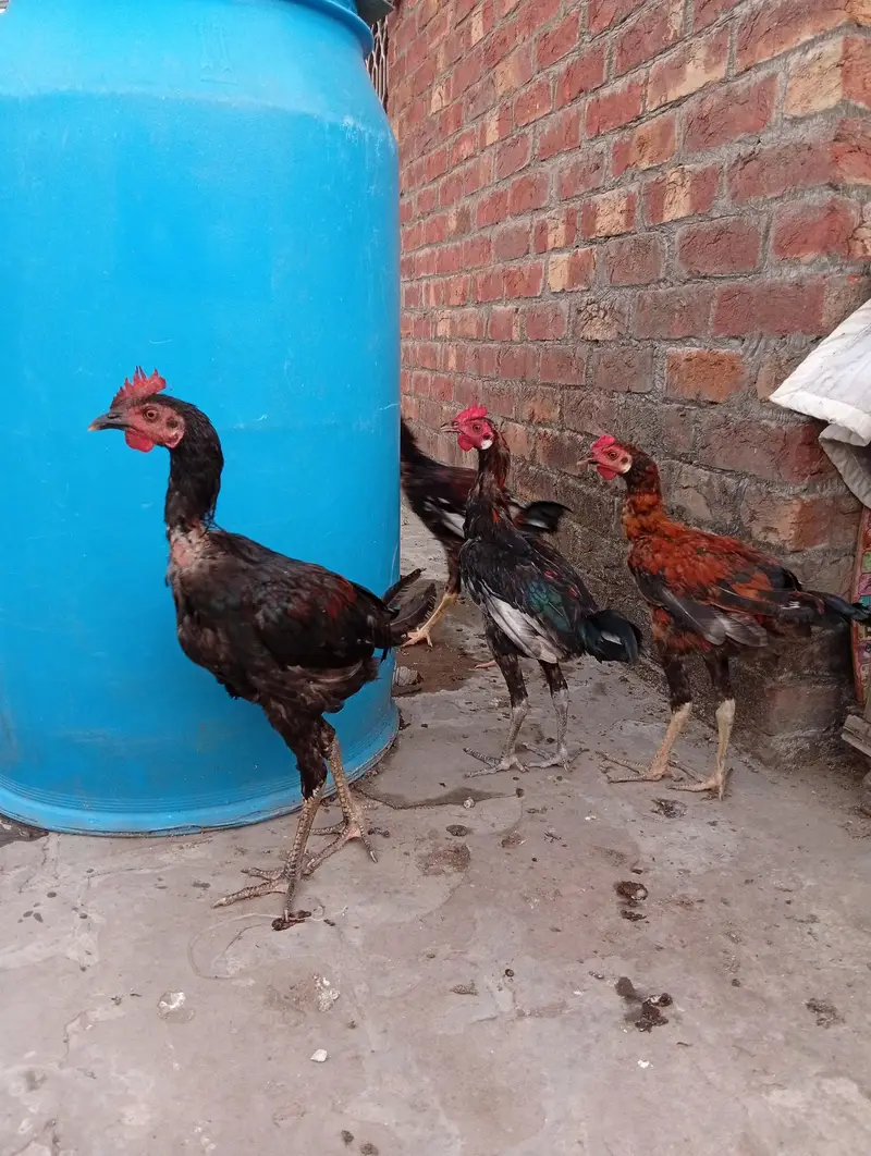 4 male aseel mox breed — photo 5
