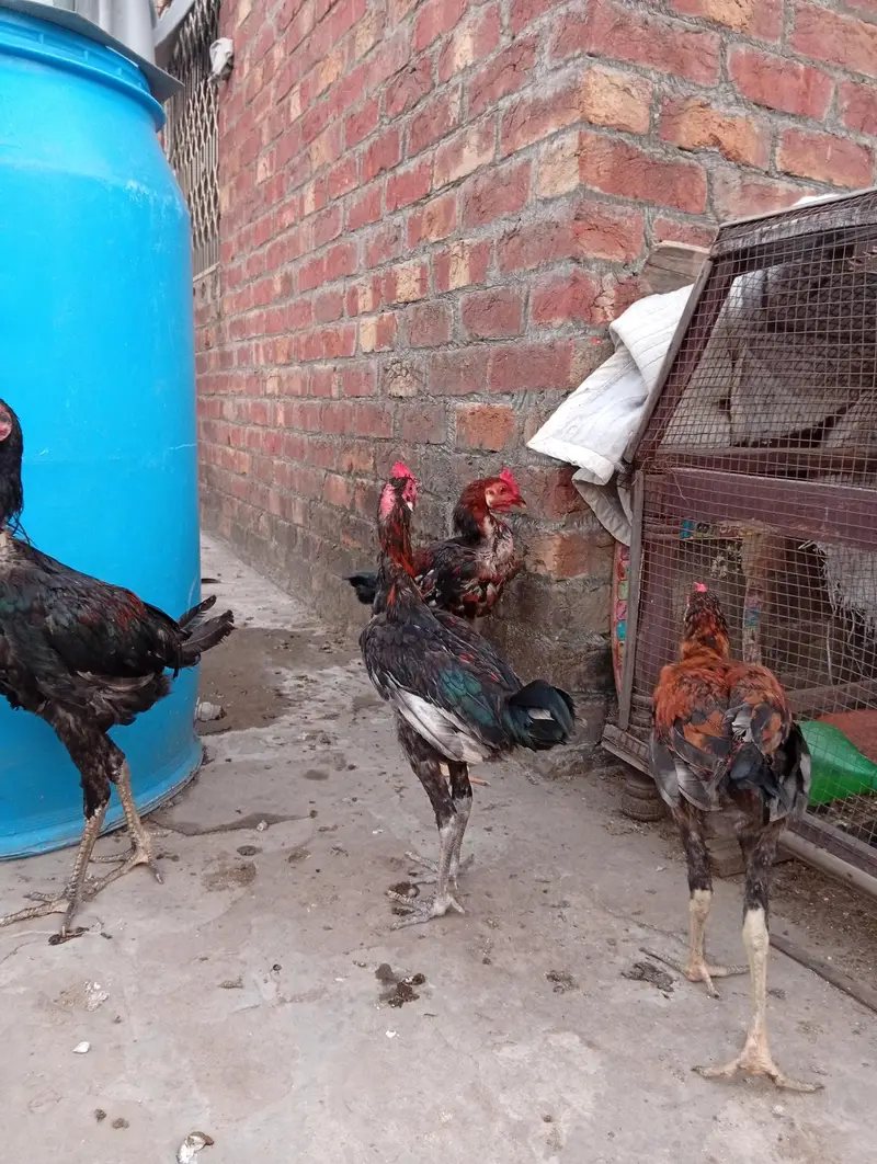 4 male aseel mox breed — photo 6