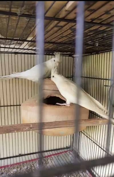 Eno cocktail breeder pair