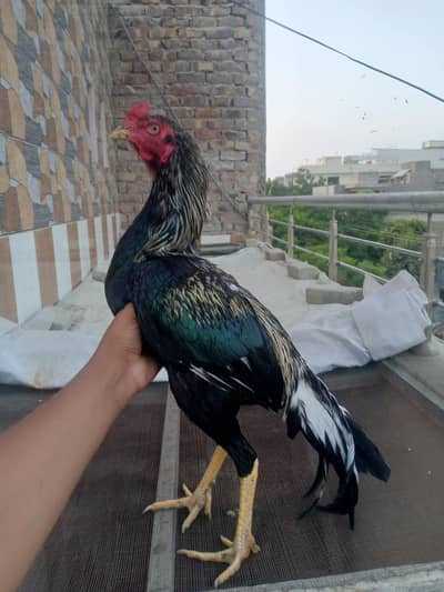 for sale high quality aseel