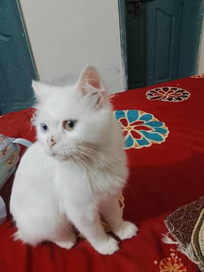 Persian cat for sale in all jhelum NO. 03094474876