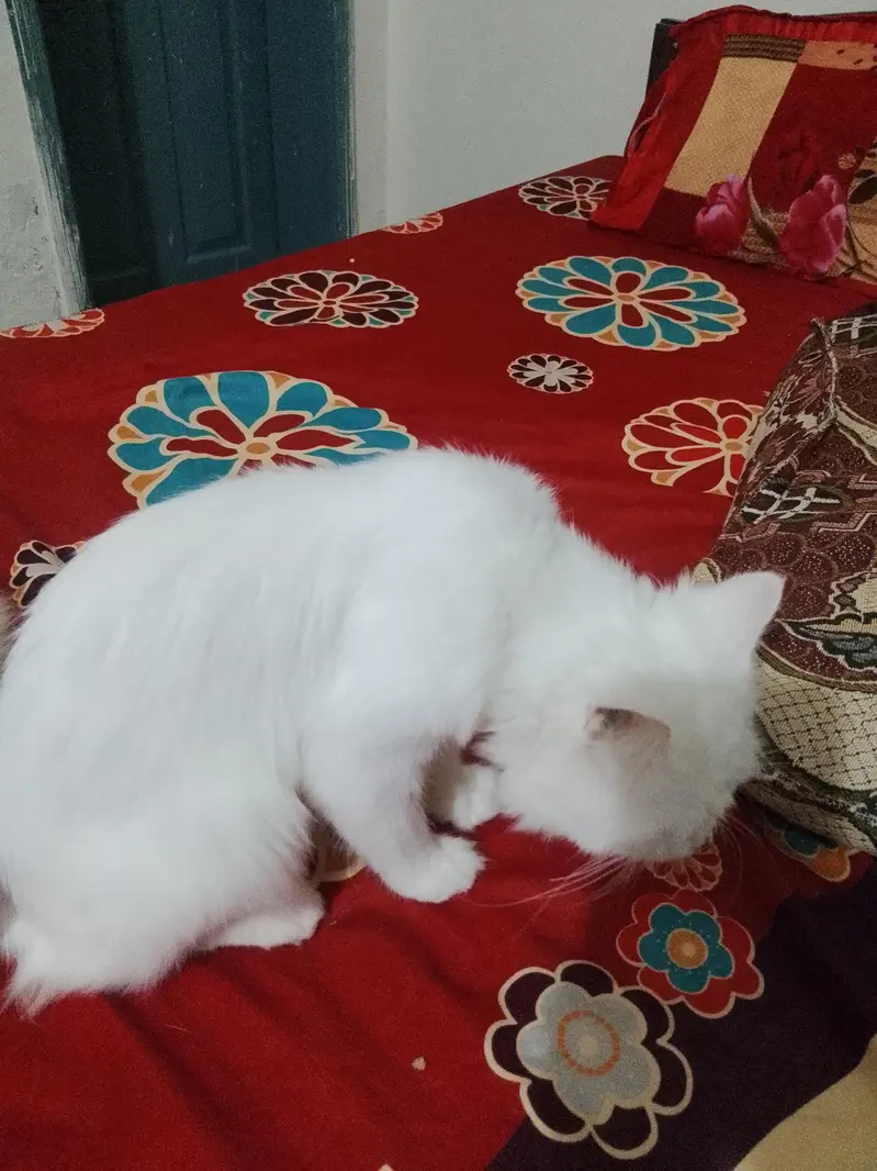 Persian cat for sale in all jhelum NO. 03094474876 — photo 2