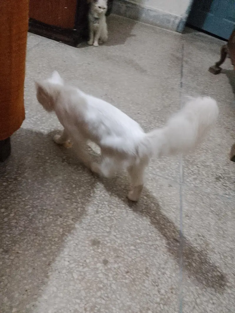 Persian cat for sale in all jhelum NO. 03094474876 — photo 3