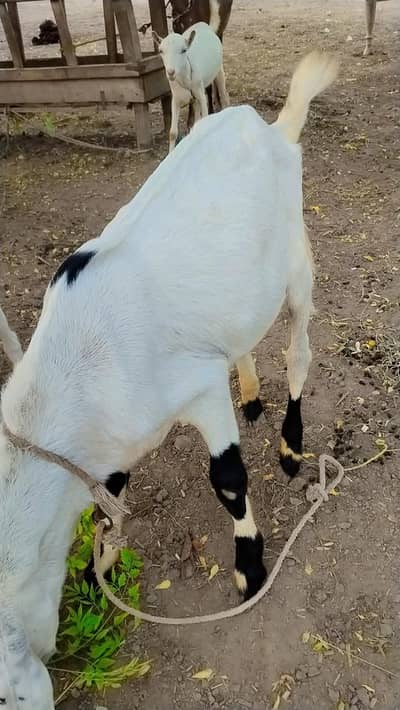 Patora far sale lamby Kano Mn