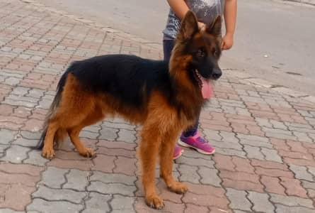 Long coat German Shepherd Male
