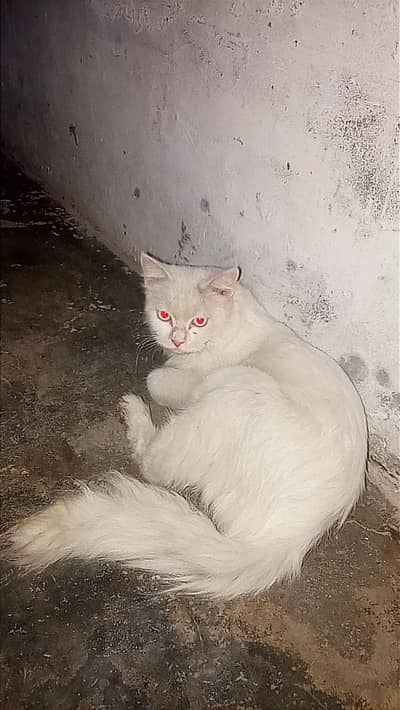cat sale