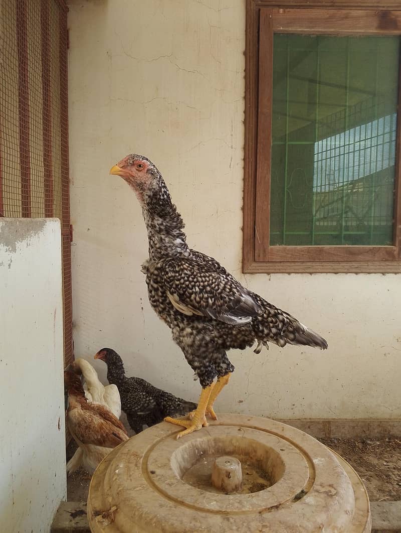 O Shamo Pullets 0