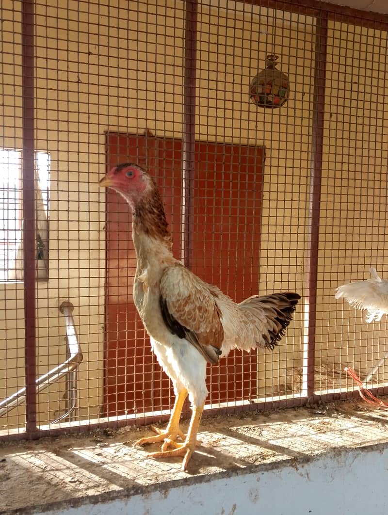 O Shamo Pullets 1