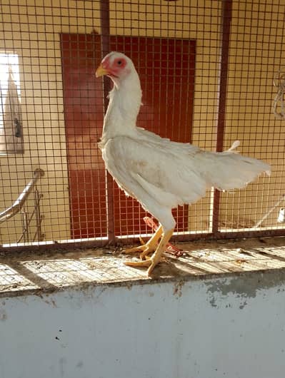 White O Shamo female