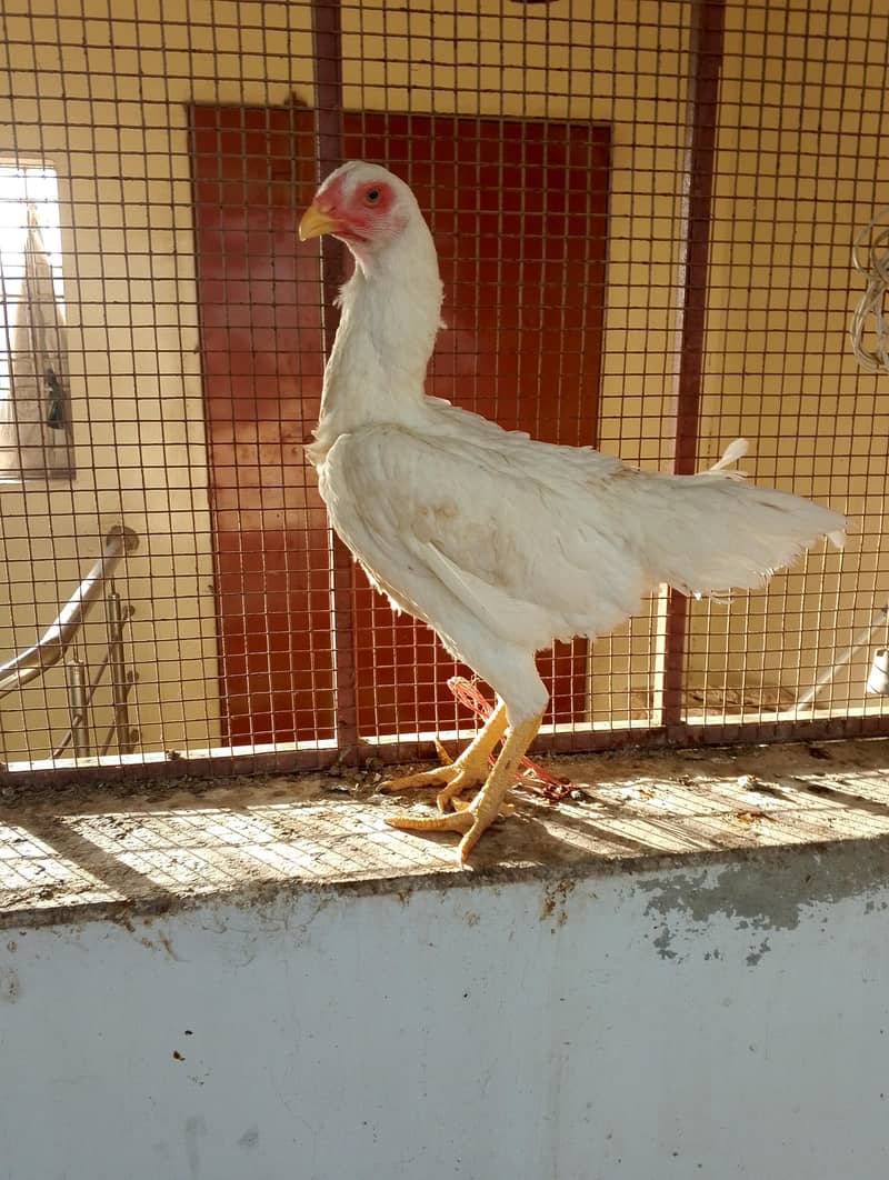 O Shamo Pullets 2