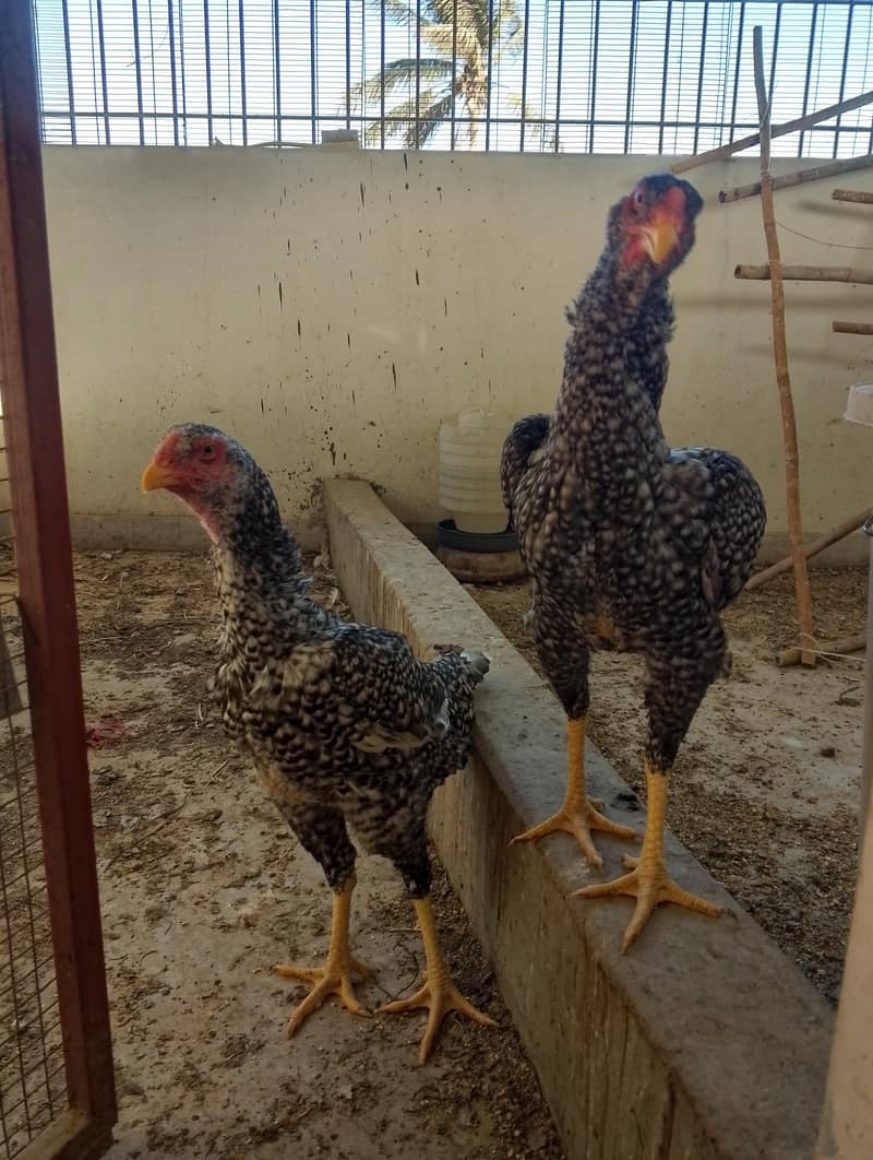 O Shamo Pullets 4