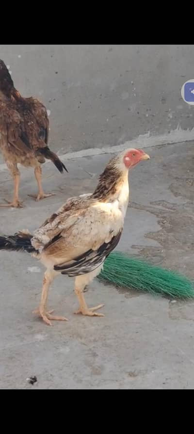 tow female
