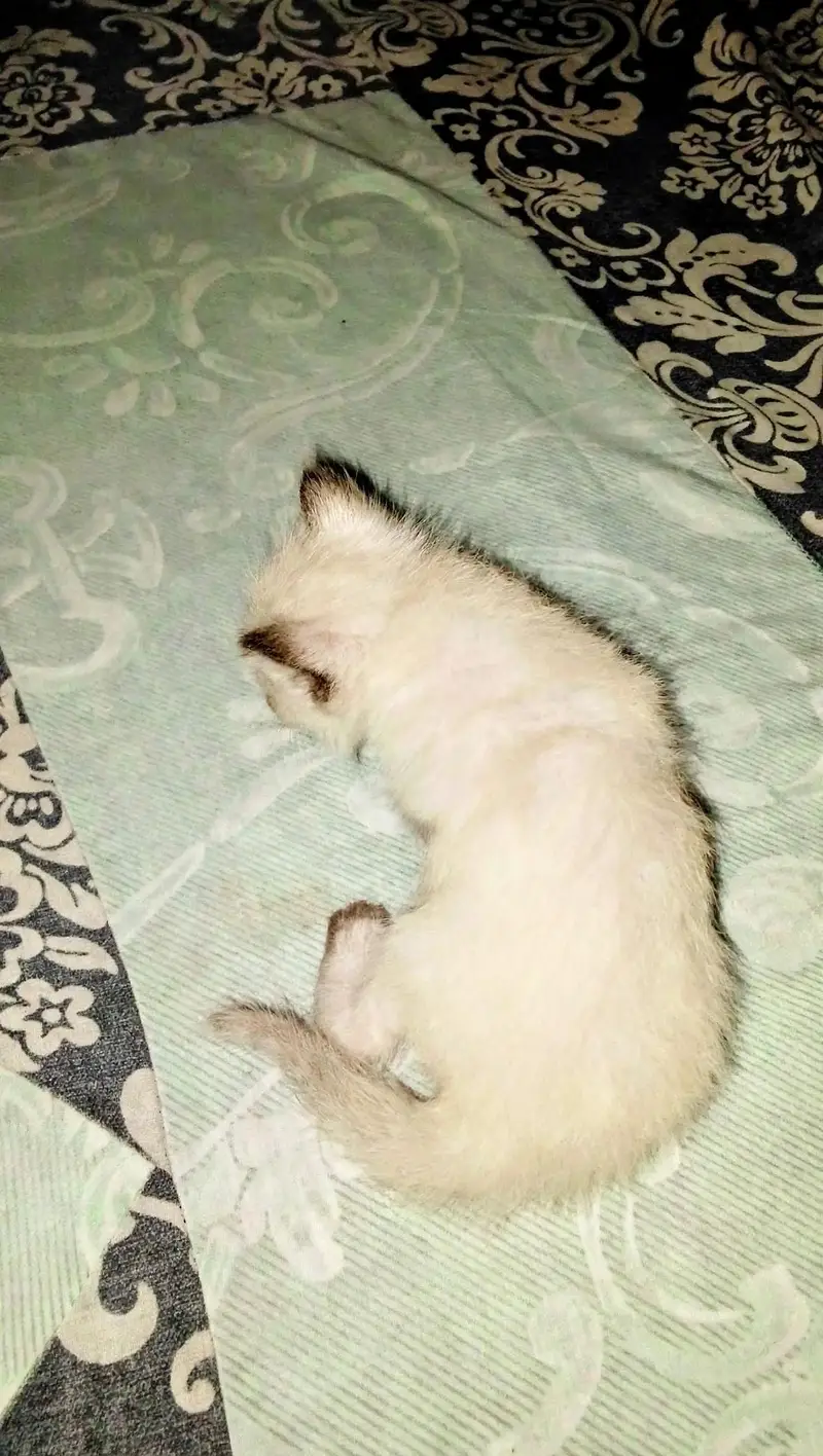 Blue eyes Himalayan s Persian kittens - 40 days — photo 2