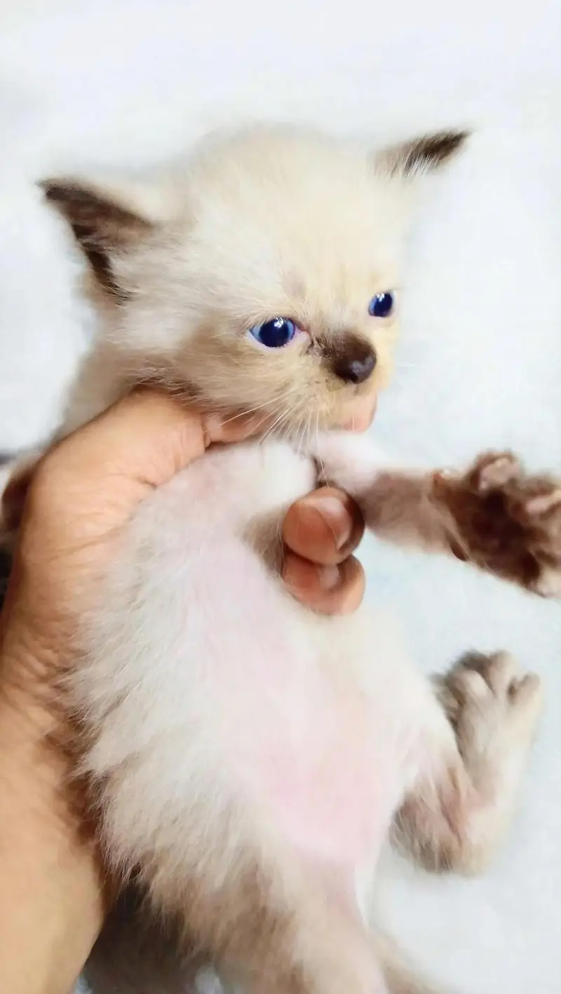 Blue eyes Himalayan s Persian kittens - 40 days — photo 3